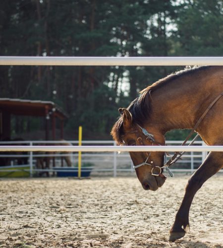 the horse, horseback riding, training